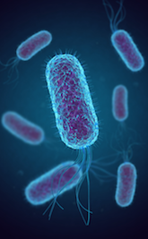 Eschelichia coli